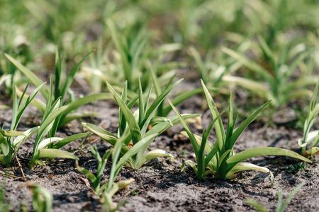 Green sprouts of flowers, lit by the sun. Gardening concept. Selective focus.の写真素材