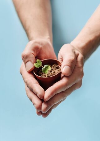 Small green sprout in male hands on a blue background with place for text. Crop and nature care concept.の写真素材