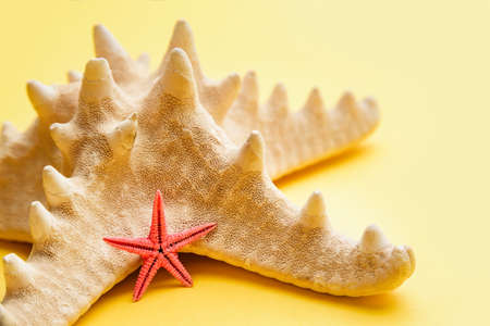 Two starfish close-up on a yellow background. Sea vacation concept.