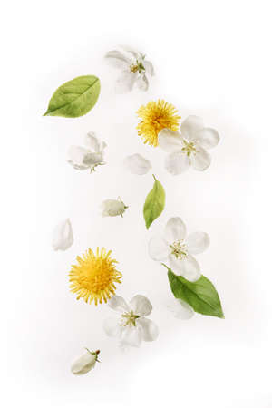 Dandelion and cherry flowers levitate on a white background. Spring season concept.