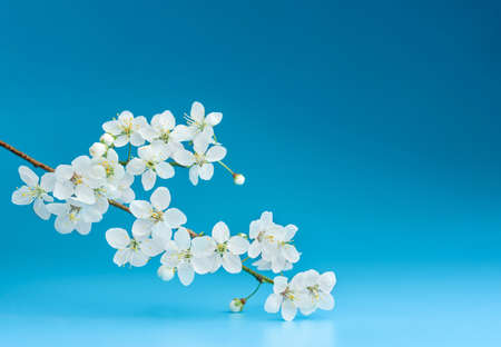 Blooming cherry branch on a blue background with copy space.