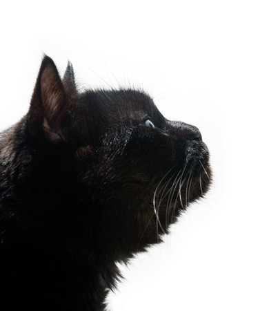 Black cat in profile, isolated on a white background.の写真素材