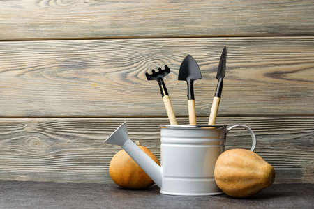 Garden watering can, flower transplanting tools and two decorative pumpkins on the background of a wooden wall with copy space.の写真素材