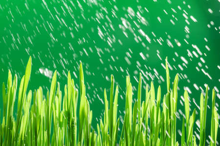 Grass and rain on green backgroundの写真素材