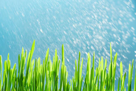 Macro photo of grass blades in the rain on a blue background.の写真素材