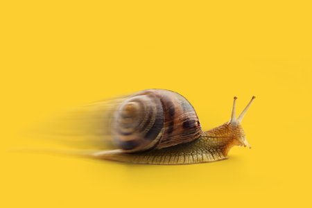 Snail moving fast on yellow background with copy space.の写真素材