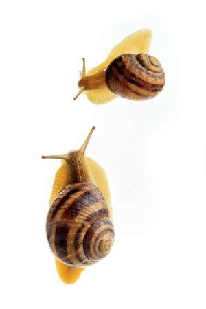 Large and small grape snails isolated on white background.の写真素材