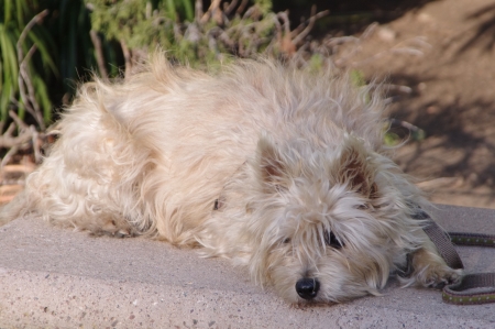Waiting Puppyの写真素材
