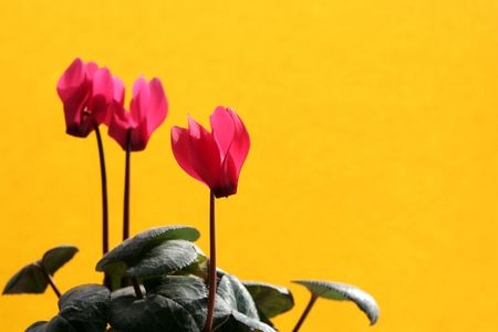 Cyclamen against a yellow backgroundの写真素材