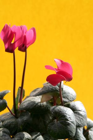 Cyclamen against a yellow backgroundの写真素材