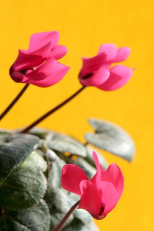 Cyclamen against a yellow backgroundの写真素材