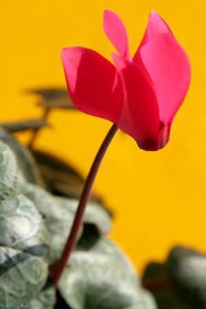 Cyclamen against a yellow backgroundの写真素材