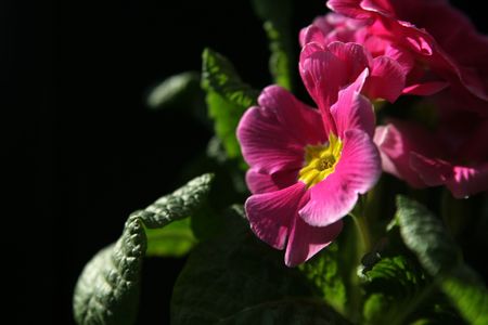 Pink primroseの写真素材