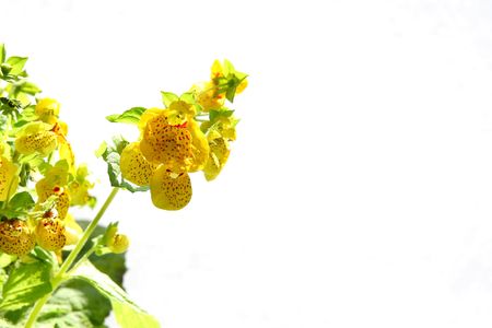 Yellow calceolariaの写真素材