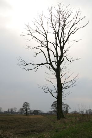 Lonely treeの写真素材
