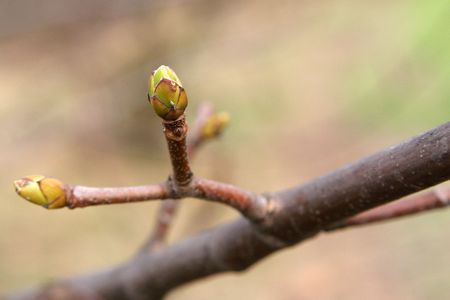 Buds of mapleの写真素材