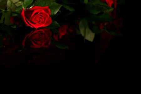Red rose on a black backgroundの写真素材