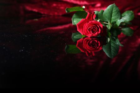 Red rose on a black backgroundの写真素材