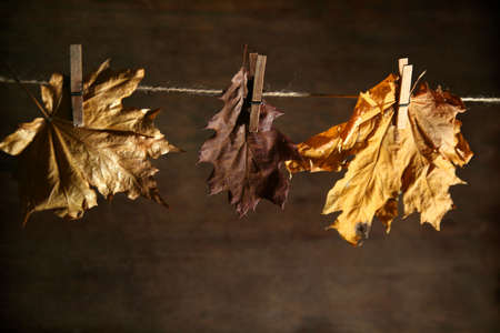 Colorful autumnal leaves on a dark brown backgroundの写真素材