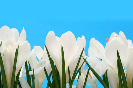 Beautiful white crocus on a blue backgroundの写真素材