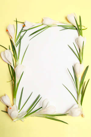 White copy space and yellow frame with white crocusの写真素材