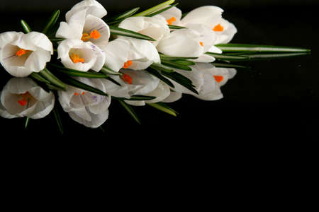 Beautiful white crocus on a black backgroundの写真素材