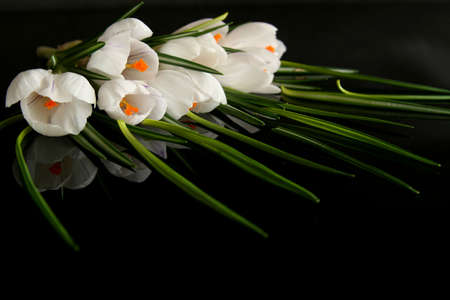 Beautiful white crocus on a black backgroundの写真素材