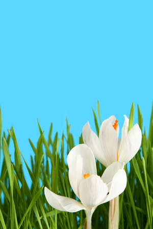 Beautiful white crocus on a blue backgroundの写真素材