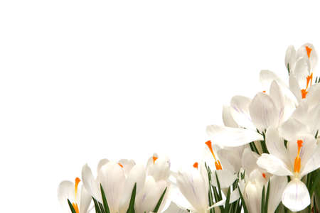 Beautiful white crocus on a white backgroundの写真素材