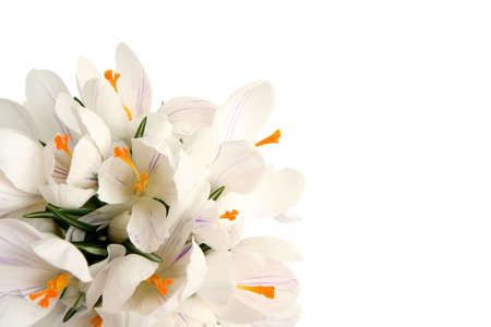 Beautiful white crocus on a white backgroundの写真素材