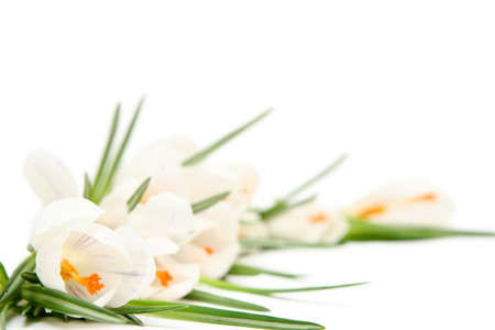 Beautiful white crocus on a white backgroundの写真素材