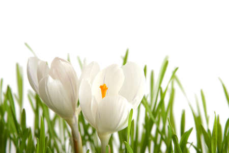 Beautiful white crocus on a white backgroundの写真素材