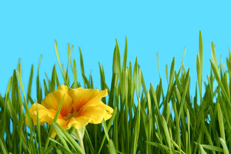 A yellow primrose on a blue backgroundの写真素材