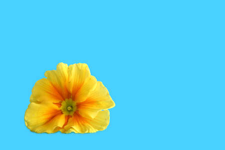 A yellow primrose on a blue backgroundの写真素材