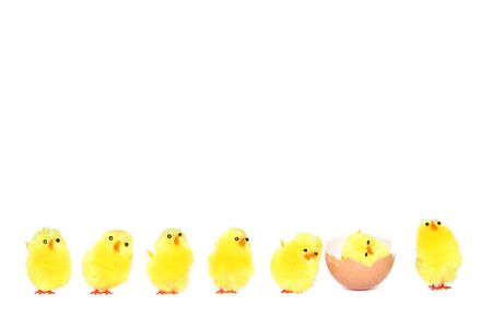 Yellow easter chicken toys on a white backgroundの写真素材