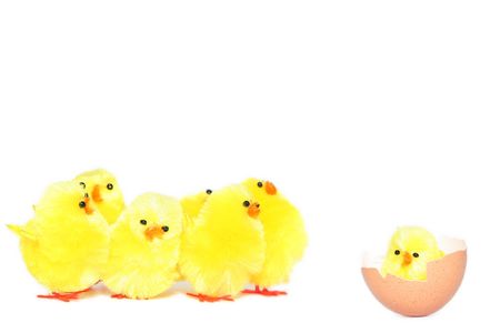 Yellow easter chicken toys on a white backgroundの写真素材