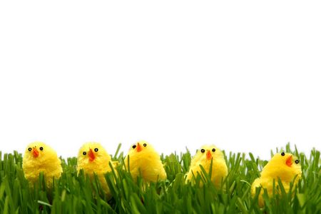 Yellow easter chicken toys on a white backgroundの写真素材