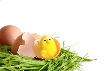 Yellow easter chicken toys on a white background