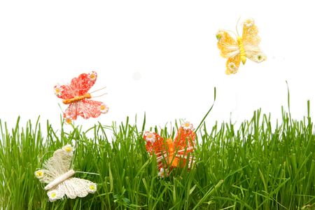 Colorful butterflies in the grass on a white backgroundの写真素材