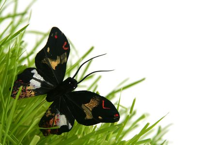 Black butterfly in the grass on a white backgroundの写真素材