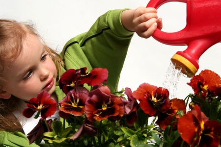 Beautiful little   girl and  red  pansy flowersの写真素材