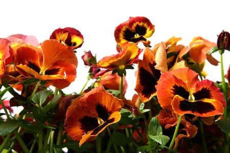 Beautiful red yellow pansies on a white backgroundの写真素材