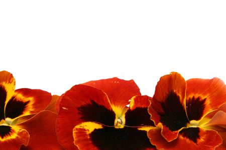 Beautiful red yellow pansies on a white backgroundの写真素材