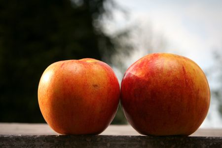 Red apples lying on the window sillの写真素材