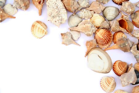 Different shells isolated on a white background