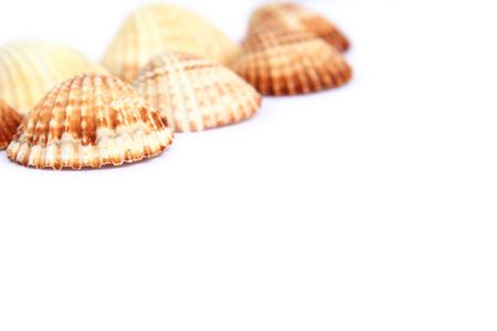 Different shells isolated on a white backgroundの写真素材