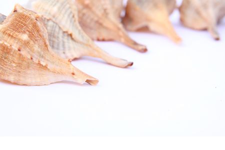 Different shells isolated on a white background