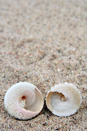 Different shells on a sand beach background