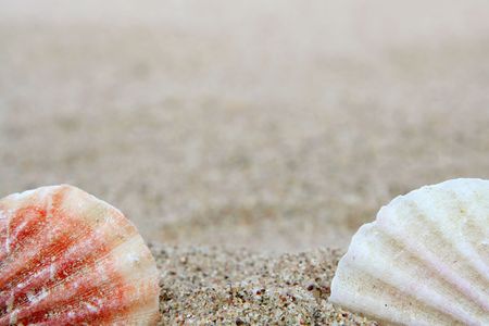 Different shells on a sand beach backgroundの写真素材