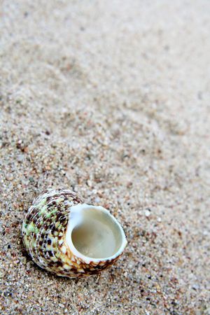 Different shells on a sand beach background